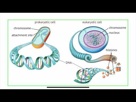 Video: Mengapa DNA dan RNA penting?