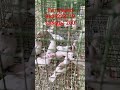 normal #finchesbirds #kerala #birds #tvm