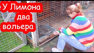 VLOG Даша от меня шарахается. Переселили Лимона