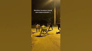 Manitayı Kovalayan Köpeği Denk Düşürdük 