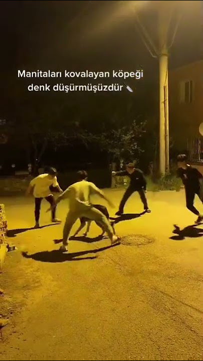 Manitayı Kovalayan Köpeği Denk Düşürdük