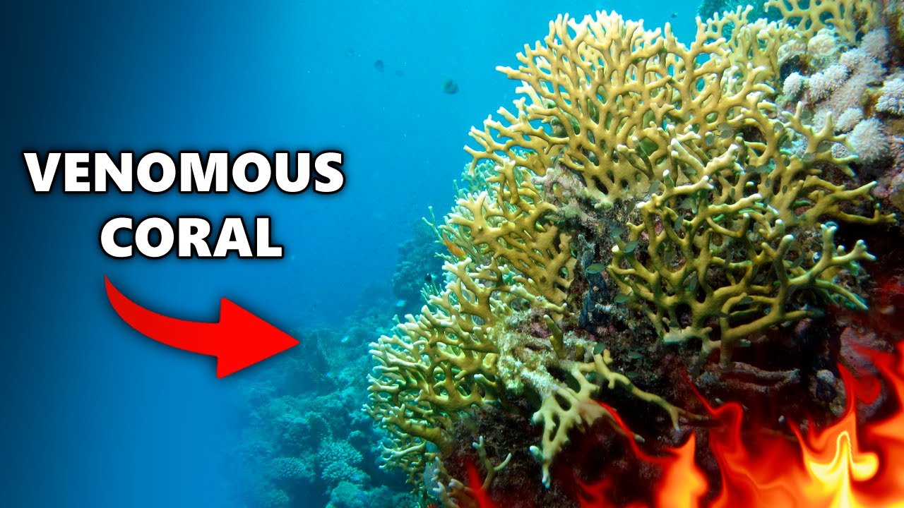 Why you Should NEVER Touch FIRE CORAL... YouTube