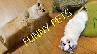 New funny pets  video compilation 159