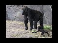 3 Months Later Adorable Newborn Baby Gorilla Practicing Toddling Time With Mommy And Daddy