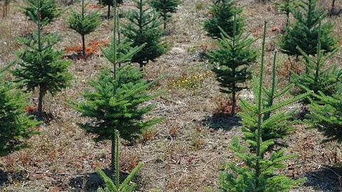 How to Start a Christmas Tree Farm