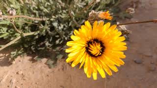 نبات الماڨرمان اوالراسن او الطيون  Inula helenium