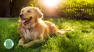 Relaxing music for dogs🐶Stress Relief Music,Relaxation Music🎵Dog's Favorite Music. by My Pet Music 39,529 views 8 months ago 11 hours, 32 minutes