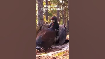 Capercaillie #shorts #birds #animals #shortvideo