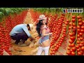 The Most Modern Agriculture Machines That Are At Another Level , How To Tomatoes In Farm