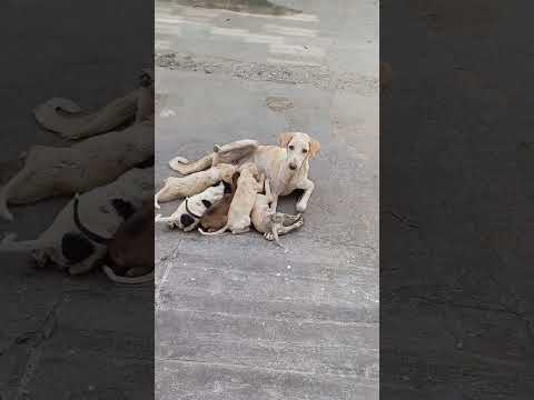 #mother #dog feeding #puppies #animals #youtubeshorts #doglover #support #trending #viral #shorts