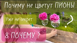 Почему не цветут ПИОНЫ. Главные 8 причин. Сезон пионов. Любимый сад в цвету.