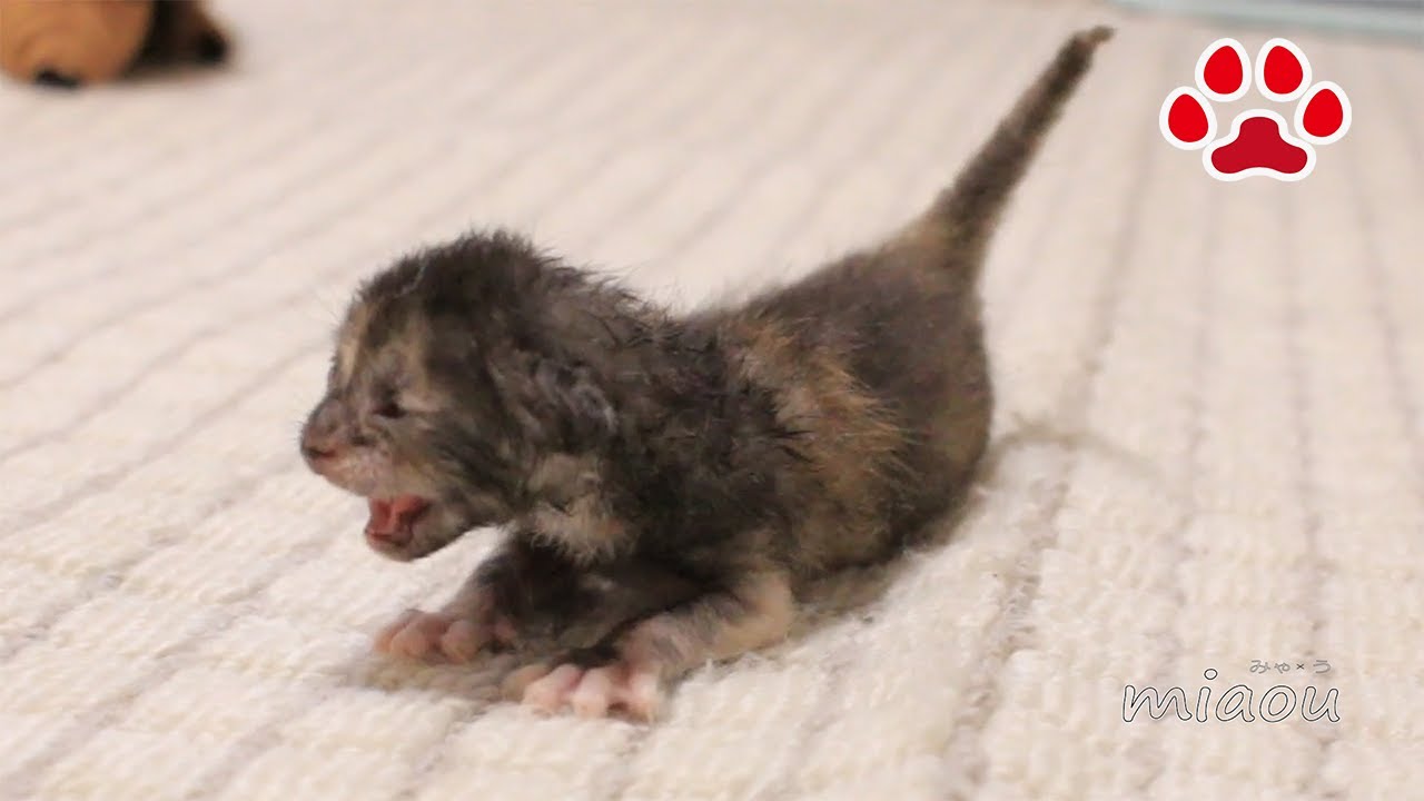 保護仔猫らな。生後約8日目よちよち歩き【瀬戸のらな日記】A toddling cute kitten, Lana.