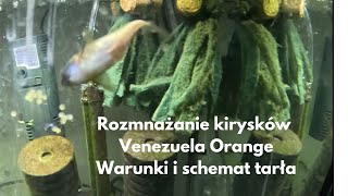 Jak Rozmnażać Kiryski Kirysek Venezuela Orange