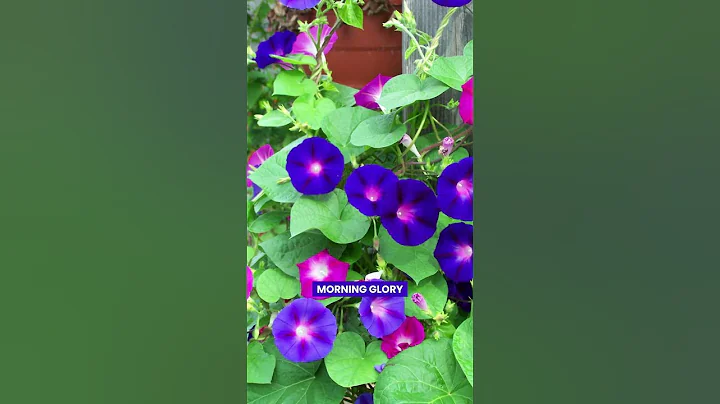 Beautiful Flowers That Start with ‘M’ #flowers #bloom