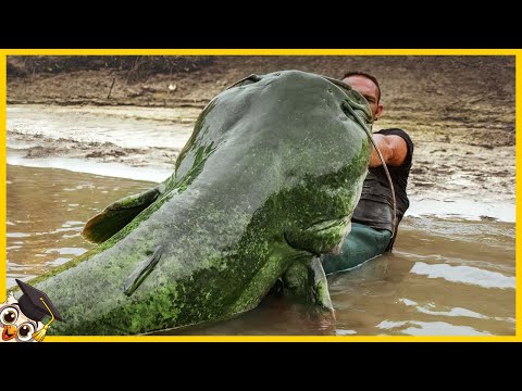 Video: Was ist der größte Süßwasserfisch der Welt?