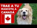 ¿Cómo traer a tu mascota a Canadá? - La vida en Canadá