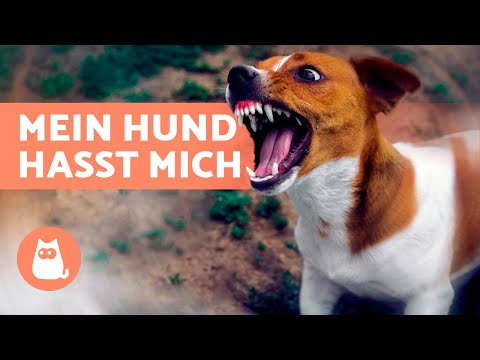 Video: Warum verliert mein Hund seine Stimme?