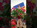 Королевский Антуриум Андрэ Джамбо Рэд 650 гривен! Бронь в вайбер 0996782355 #антуриум #погородний