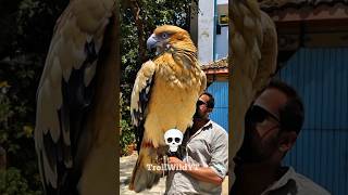 Animals Transformation Power Of Transformation