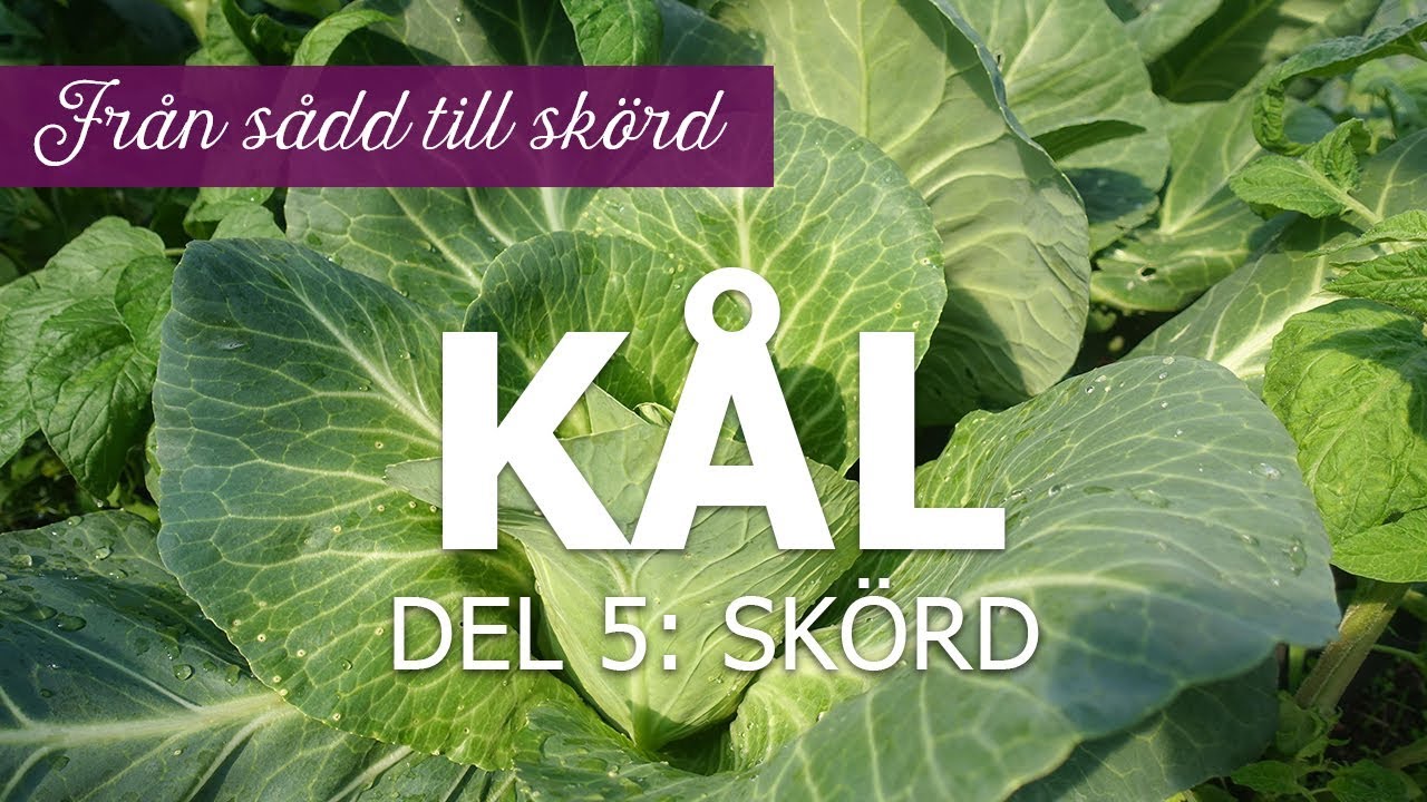 Kål från sådd till skörd – Del 5: skörd