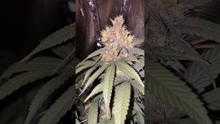 BLUEBERRY KUSH 🫐 soil grown #organic