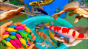 Bắt cá cảnh dễ thương, cá bảy màu, cá koi, rùa con, tôm cảnh, cá betta