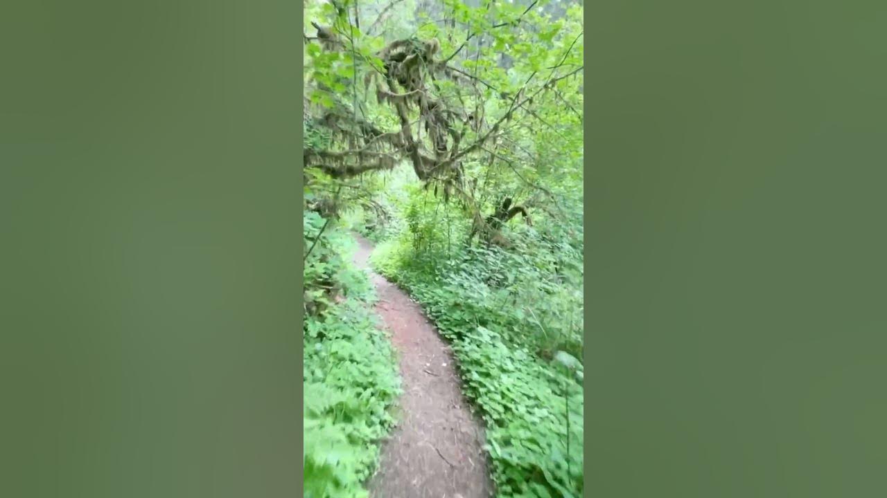 Alderwood virtual hike of the trail part 8 YouTube