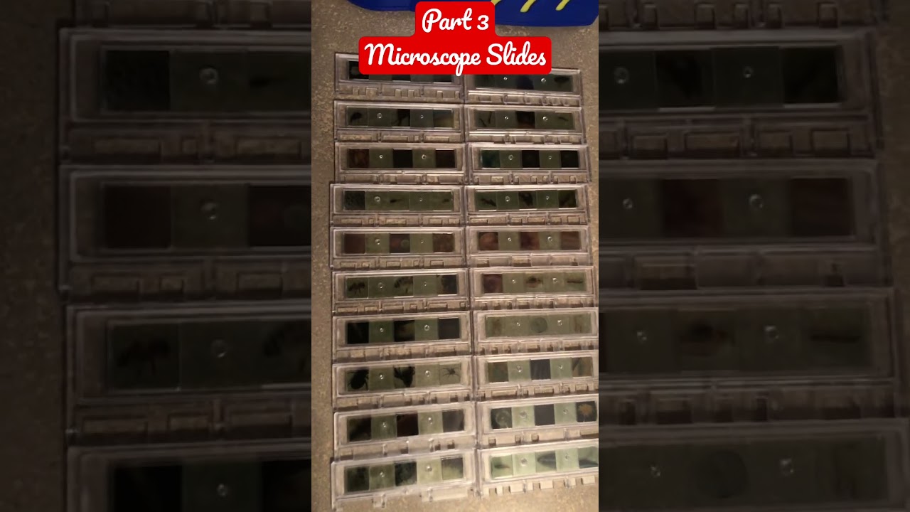 Geosafari Talking Microscope - Slides - Part 3