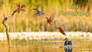 Bird Photography Action Sequence