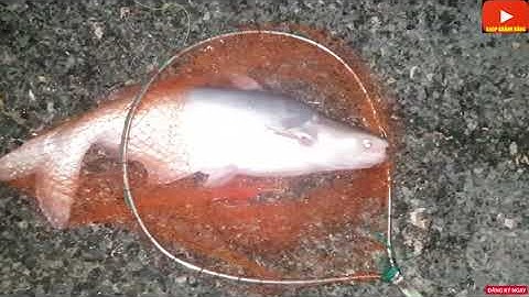 Câu cá da trơn. Sông Vàm Nao