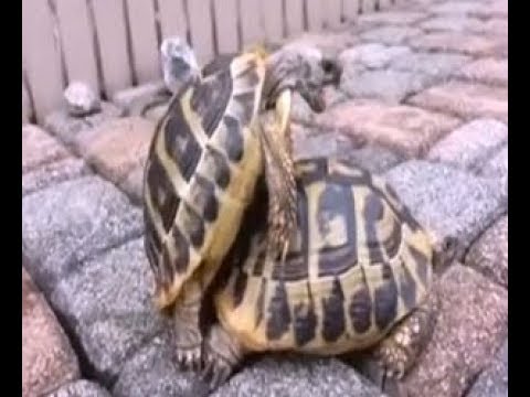 Vidéo: Comment Les Tortues Ont-elles Des Bébés ?