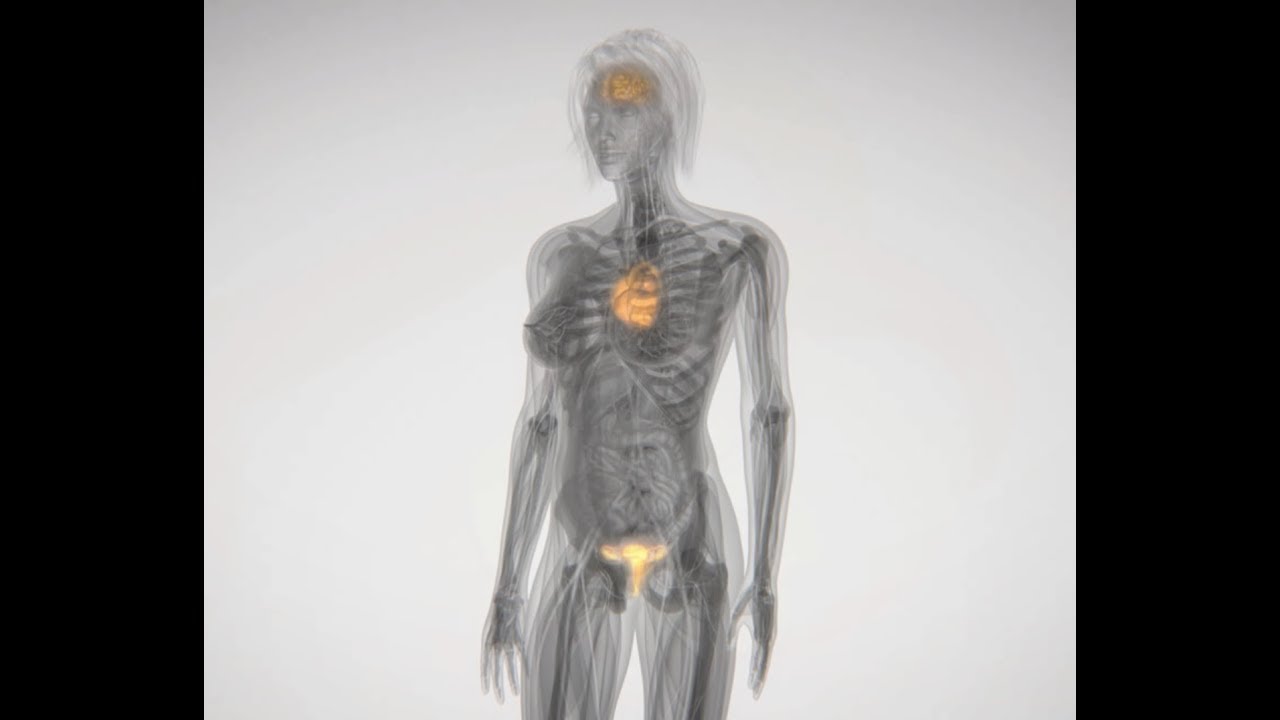 3D видео за овогенеза, сперматогенеза и овулация