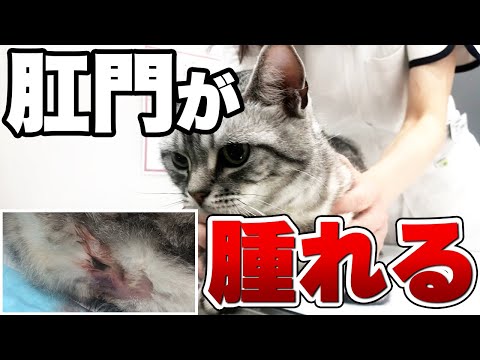 猫がお尻を引きずる「スコーティング」の原因と対処法