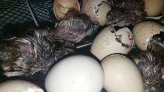 Hatching Chukar Chicks in my Home made incubator 25/03/2017