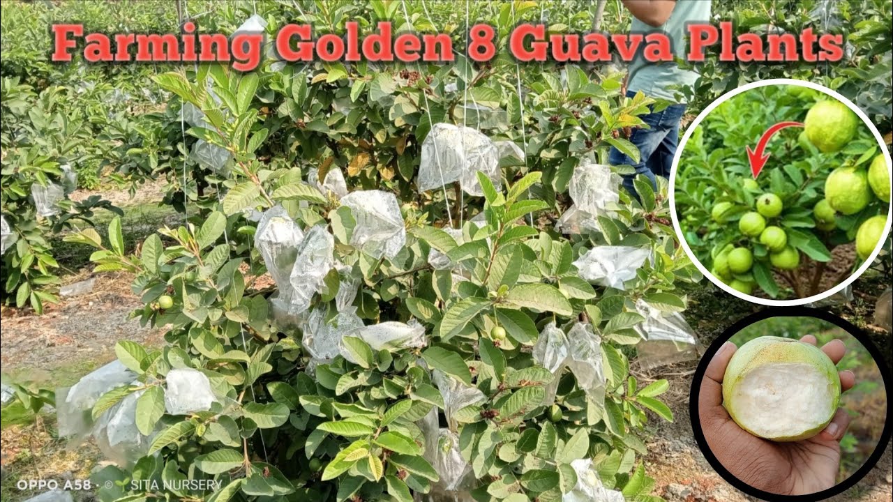  Golden 8 Guava Farming 2026 | 6 महीने में लाखों की कमाई💰 Golden 8 अमरूद की खेती से कमाई का राज|Full