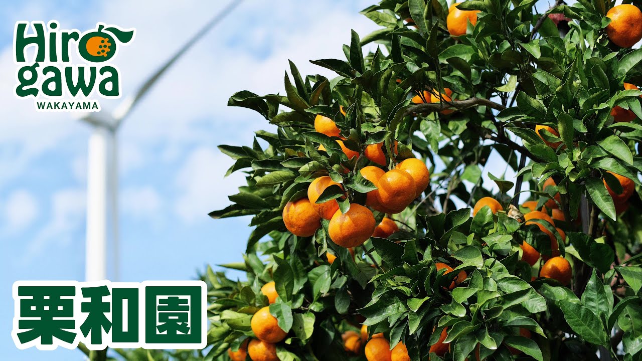 麗紅 れいこう 訳あり 2kg / オレンジ 甘い 家庭用 和歌山 有田 柑橘