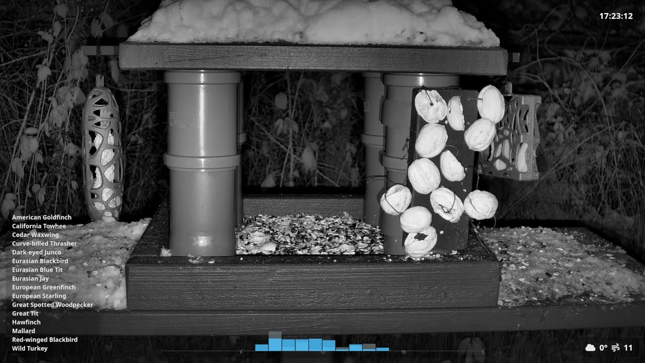 Night Live Bird Feeder Stream — Real-Time Backyard Birds