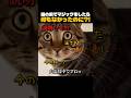 猫の前でマジックをしたら... 何もなかったのに?!🫨