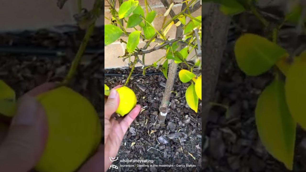 What can you make with a whole bunch of plums? 