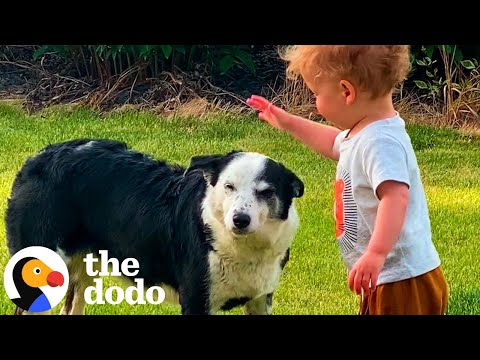 Lost Dog Shows