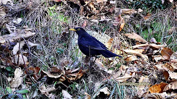 Quel oiseau à un bec jaune ?