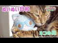 ぬいぬい日和~ネコ~<ミュークルドリーミー みっくす!>