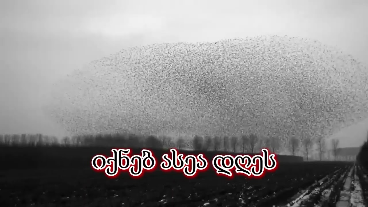 თეთრი სეტერი ქრის