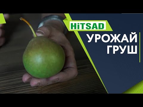 Видео: Когда срывать груши с дерева?