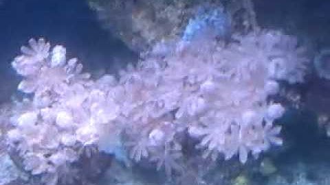 Pulsing Red Sea Pom Pom Xenia
