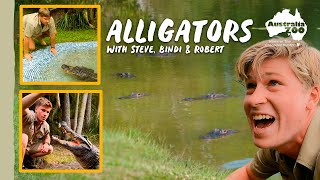 Spotlight on our amazing alligators | Australia Zoo Life by Australia Zoo 48,766 views 4 months ago 4 minutes, 21 seconds