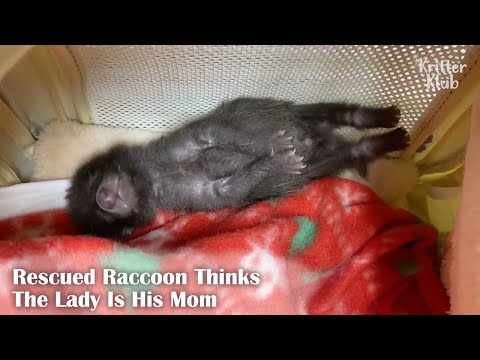 Video: Orphaned Raccoon Dibesarkan Dalam Keluarga Dengan Anjing, Sekarang Berpikir Dia Salah Satu dari Mereka!