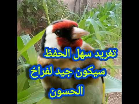 20 دقيقة تغريد حسون سهل جدا لتحفيظ المقنين