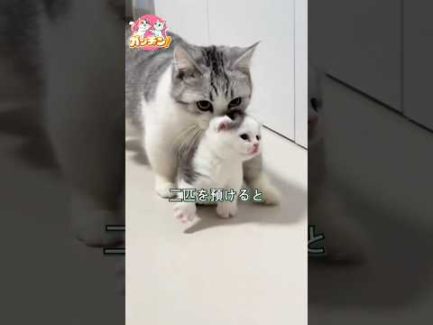 今日も子猫を預けに来た母猫と、すっかりベビーシッターが板についた飼い主さん