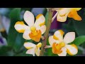 Цветение под занавес.. орхидеи удивляют, радуют и не сдаются! )